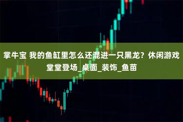 掌牛宝 我的鱼缸里怎么还混进一只黑龙？休闲游戏堂堂登场_桌面_装饰_鱼苗